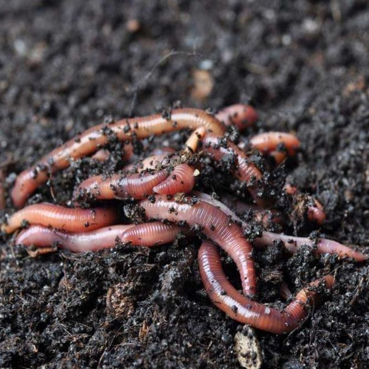 蚯蚓