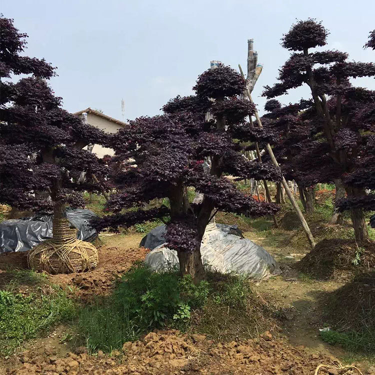 造型红花继木树