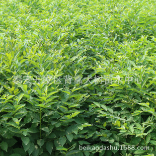 ���l���۸������������� �������������� ��S��̖�����翹������