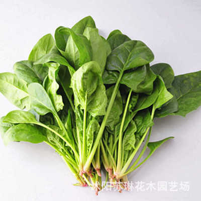 阳台大田蔬菜种子 耐寒菠菜种子 园艺盆栽菜种菜籽 家庭种植叶菜|ms