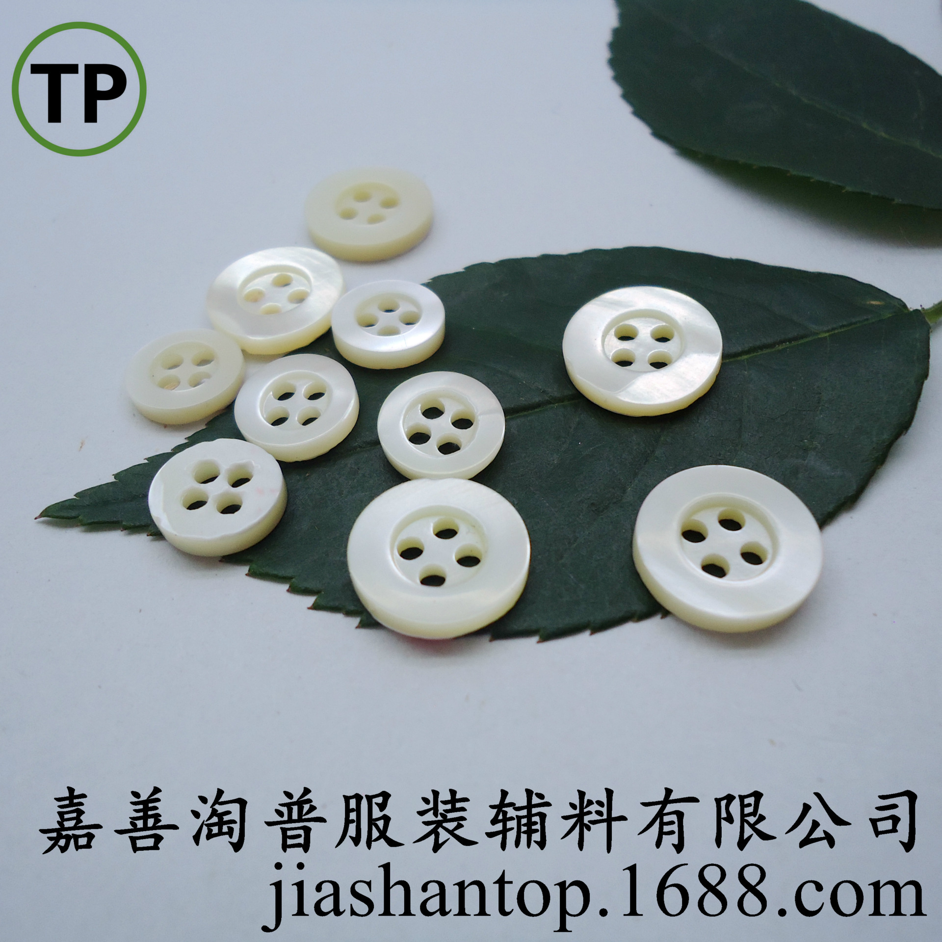 现货马蹄螺贝壳纽扣宽边四眼白色衬衫钮扣厂家批发DIY三种厚度