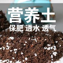 阳台种菜种花营养育苗微景观 多肉泥炭混合土500ML喷壶工具桶铲