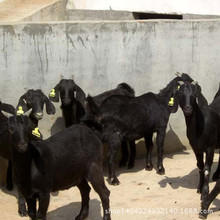 養殖價格的標准新價格 標准新價格 黑山羊價格 白山羊價格
