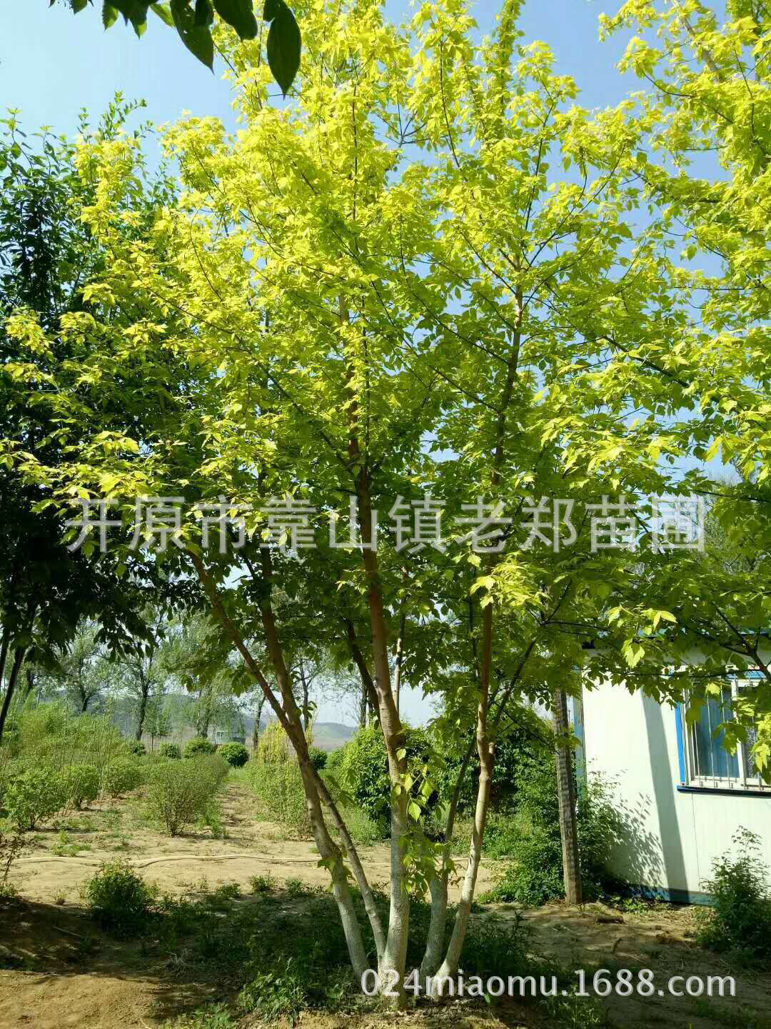 供应丛生复叶槭树苗4-10分枝内蒙甘肃金叶复叶槭东北丛生乔木基地-阿里巴巴