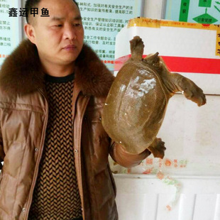 Дэби Шансин Черепах Оптовые Внешние пруды китайские черепахи Экологическое размножение старые черепахи непосредственно поставляют старые черепахи