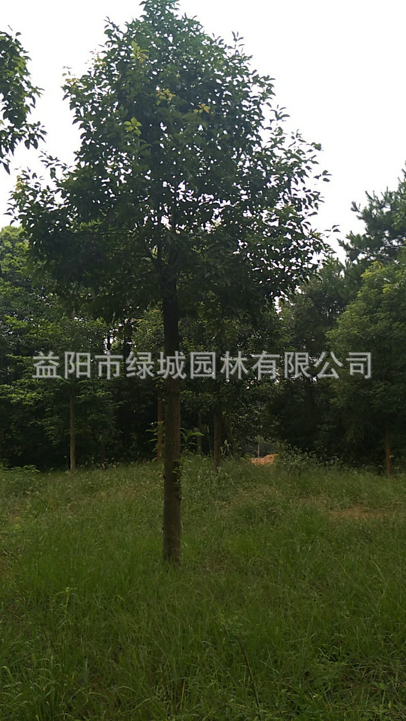 wx_camera_1504579089043