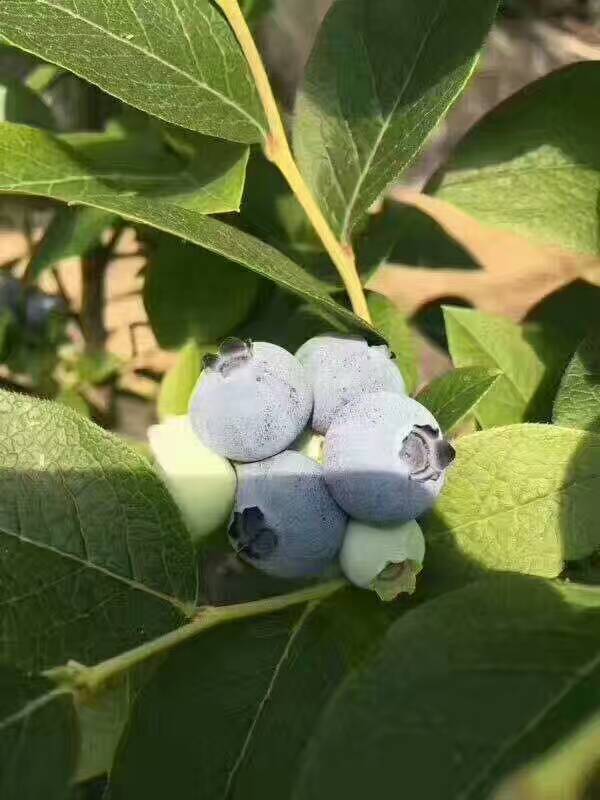 山东蓝莓_所有一斤装送伐木栗&