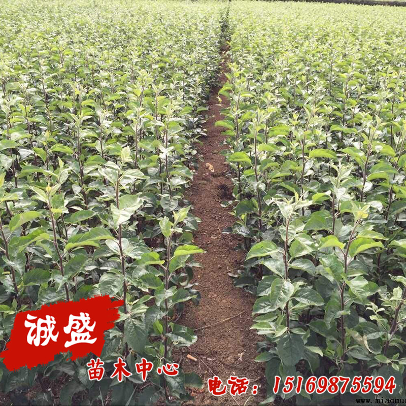 苹果树苗 (24)