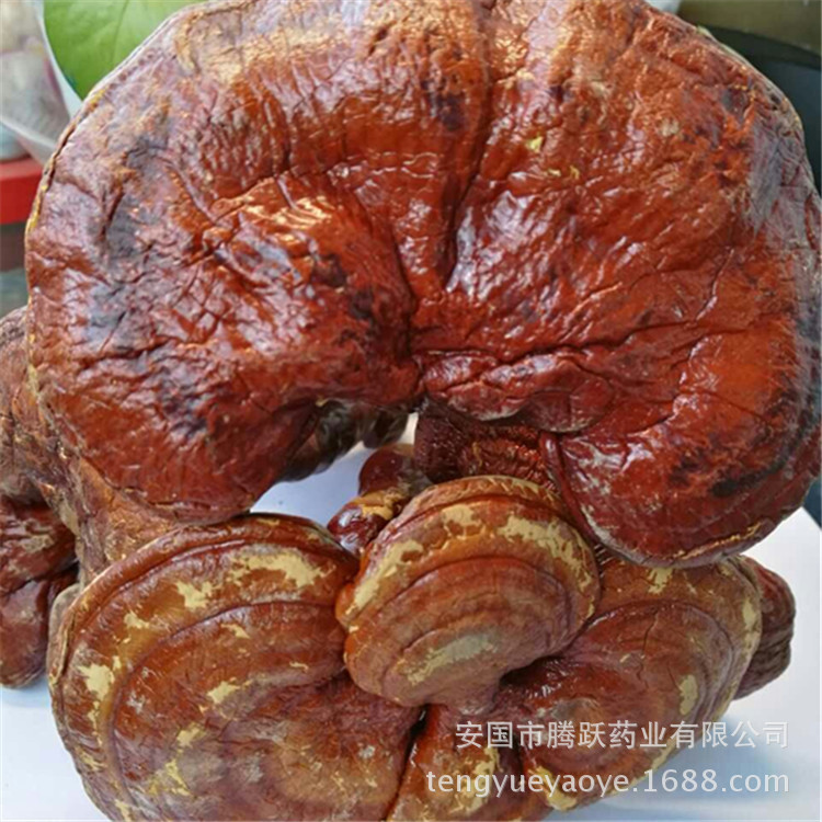 Lingzhi Reishi Mushroom Slices Ganoderma lucidum Dried Herb for Tea and Decoction Wholesale quality and texture