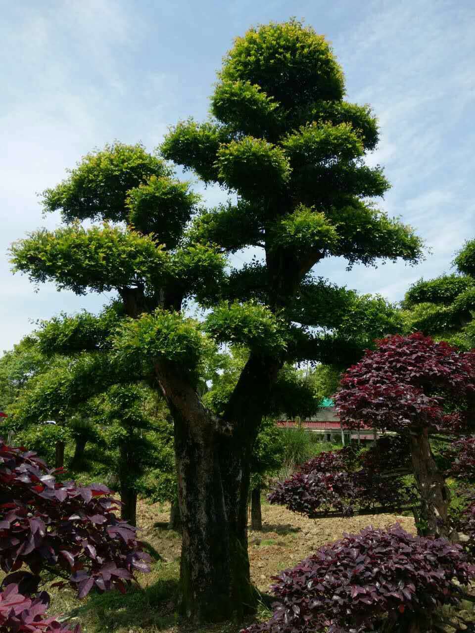 庭院常绿树,庭院绿化四季常绿树种,庭院吉祥之树_大山谷图库
