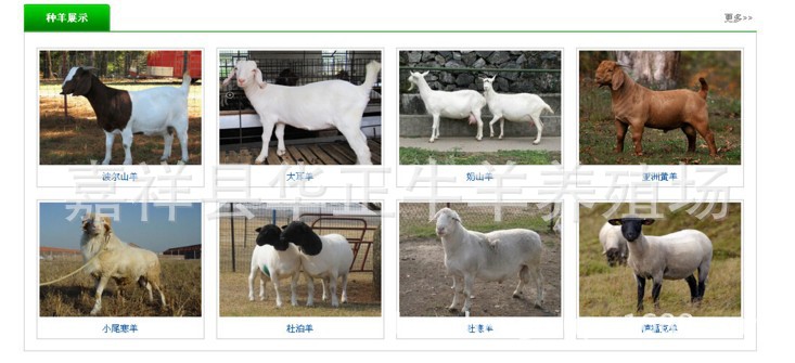 羊品种展示