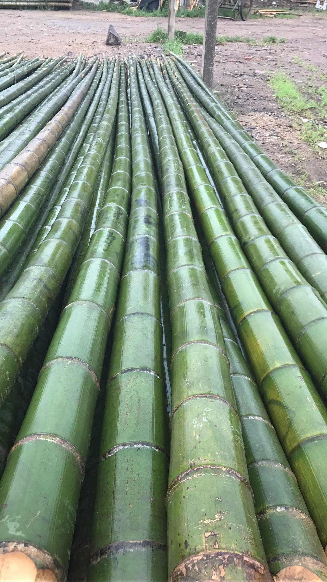 批发定制竹竿_批发定制竹竿毛竹种植竹子竹条竹片竹栅栏 - 阿里巴巴