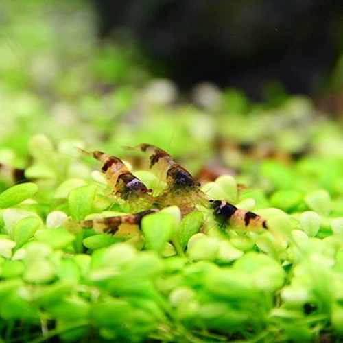 Декоративные креветки, кристальные пчелиные креветки, живые местные креветки, кристальные предки, домашние креветки, можно смешивать с рисовыми креветками.