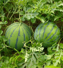 �߲˹Ϲ��N��̨��������������� �o����������10��