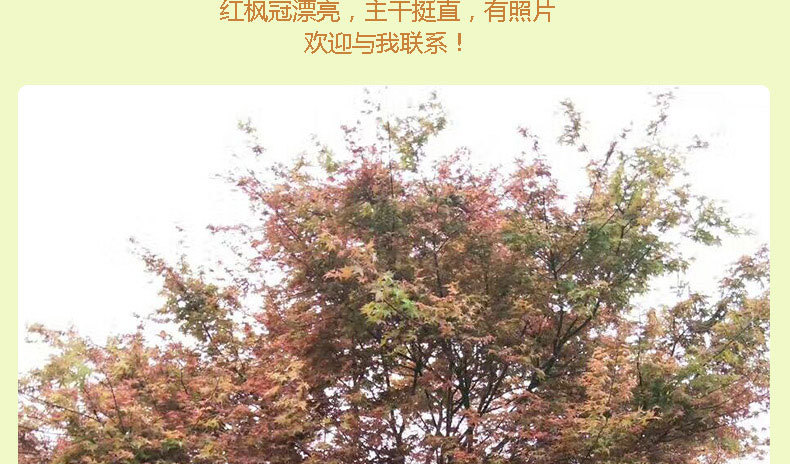 红枫_03