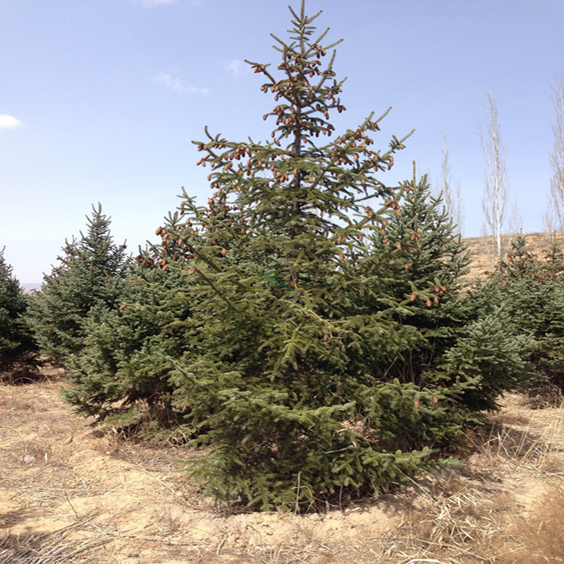 2345_image_file_copy_2_副本