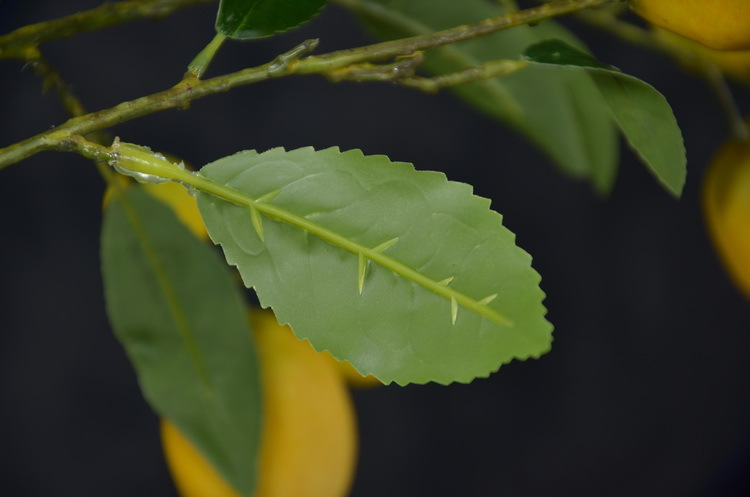 2-11黄色欧罗柠檬