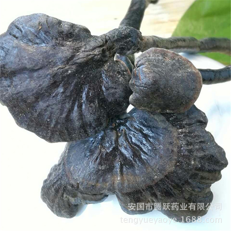 Dried Black Reishi Mushroom Ling Zhi 灵芝 Whole Fruiting Body Traditional Herbal Tea and Decoction Herb 500g quality and texture