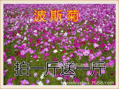 Cosmos Wildflowers combination Grass flower Gesang Flower Sun flower Coreopsis
