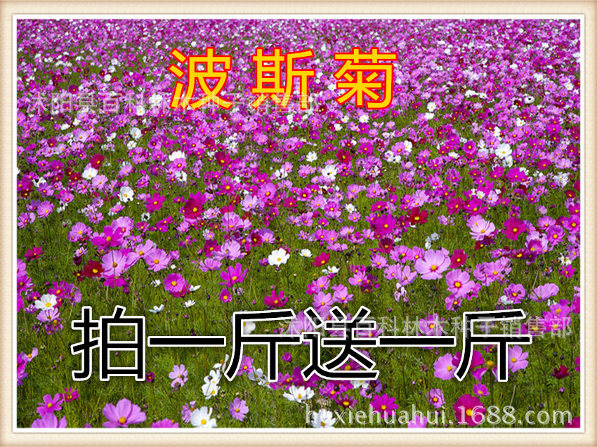 Cosmos Wildflowers combination Grass flower Gesang Flower Sun flower Coreopsis