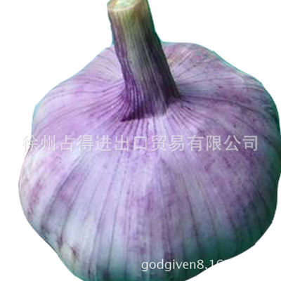 新鮮純白普白大蒜基地冷藏烘幹紅蒜白蒜歡迎客戶駐廠收購