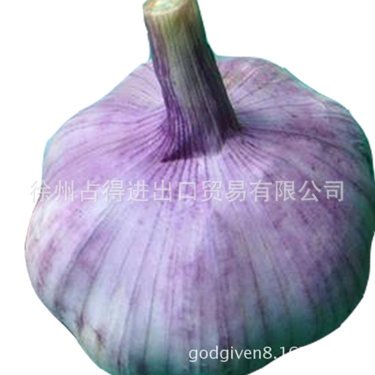 新鮮純白普白大蒜基地冷藏烘幹紅蒜白蒜歡迎客戶駐廠收購