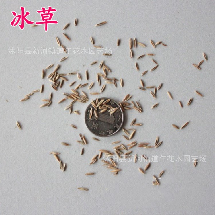 草坪种 混播四季青草种 绿化护坡草 狗牙根高羊茅三叶绿化工程|ru