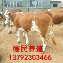 贵州西门塔尔牛 小牛犊 改良肉牛 种牛 厂家免费提供养殖