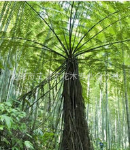 笔筒树 笔筒树品牌 图片 价格 笔筒树批发 阿里巴巴