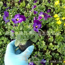 �����ݻ��޸��������ݲݻ����ȸ���~����������