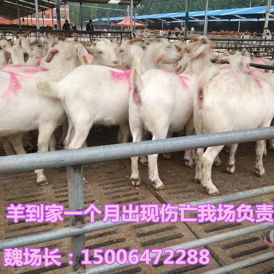 先养再付款 云南种羊价格降低了买种羊养殖补贴啦买肉羊免费运输