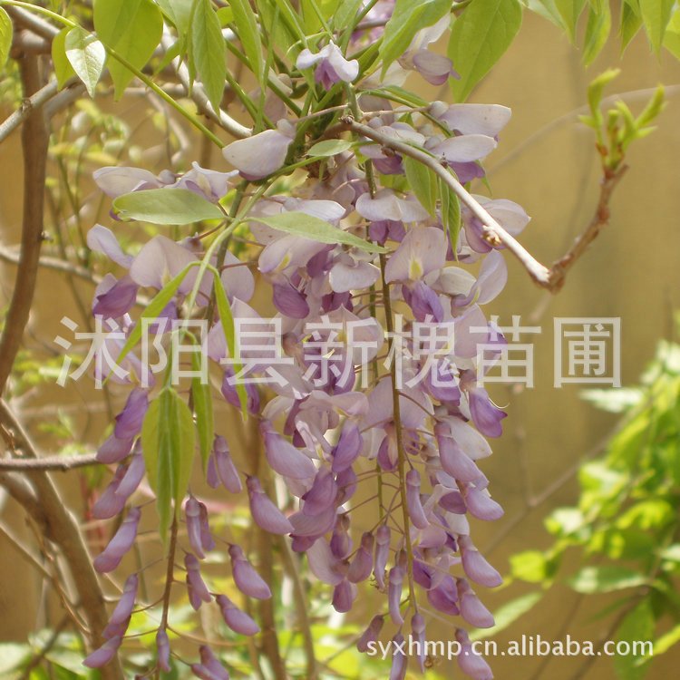 Supply Wisteria Wisteria floribunda seedlings Wisteria.