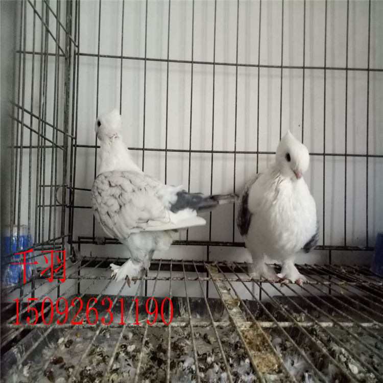 微信图片_20170926192303