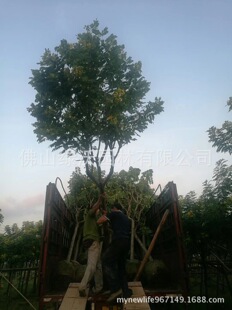 �����׏�8�����S�����b�硢��ɴ�ֱ�ڷ�M�����е���