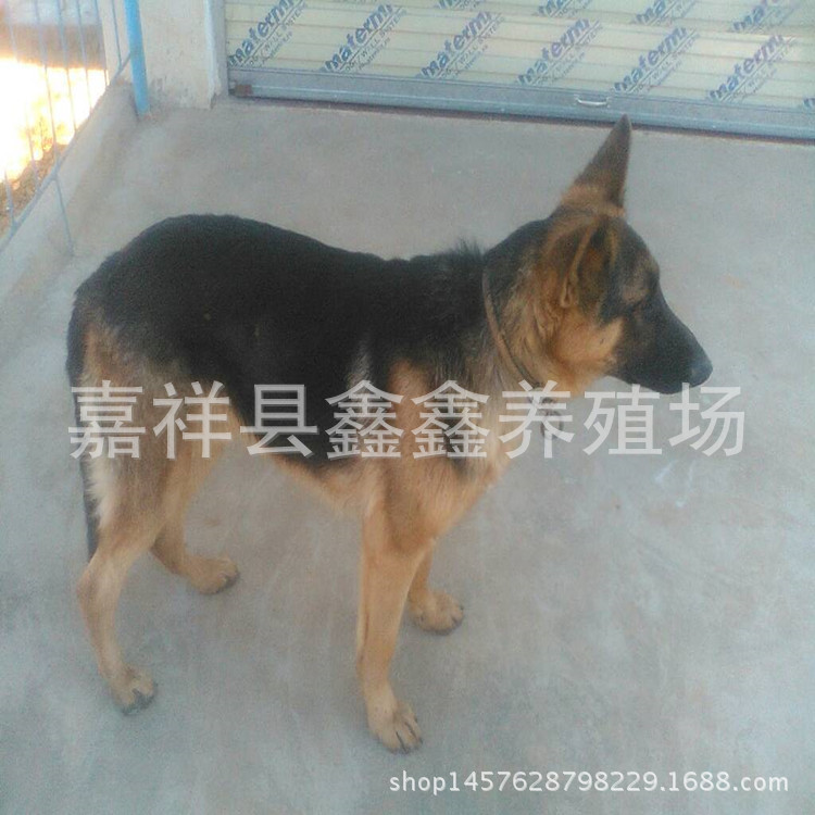 牧羊犬养殖基地 猎犬养殖基地常年出售牧羊犬  牧羊犬价格