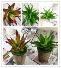 �������ֲ�� С���⃞Ʒ�پGֲ���҃��bM��ֲ�q���������J�C