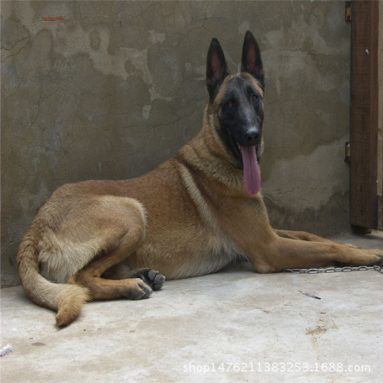 出售马犬幼犬/马犬幼犬价格/马犬好养吗