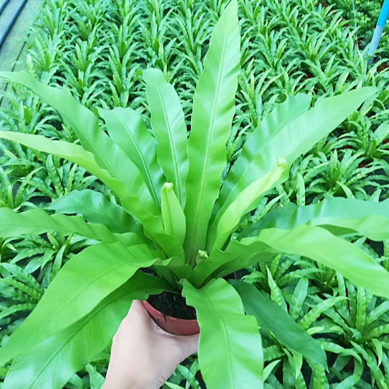 [Supplying base]Fern Botany Small potted Clean air  A110 )Nest fern
