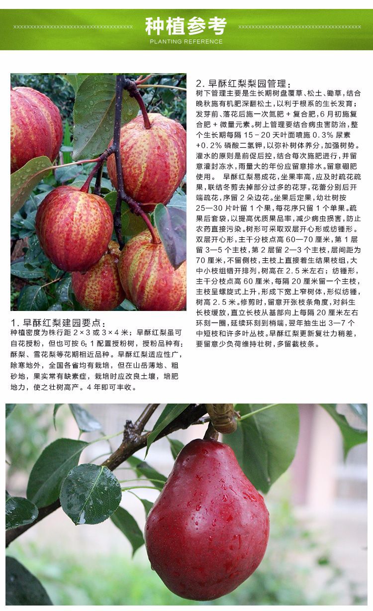 红啤梨与什么梨授粉,适合红啤梨的授粉树,红啤梨配什么授粉树_大山谷图库