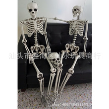 �S�����l ���Q�������t�˹Ǽ��f�}��160CM���w�Ǽܹ��^�����M���