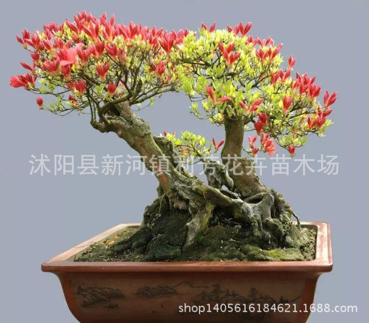 批发花卉花木杜鹃花种子行道树木映山红杜鹃种子绿化植物