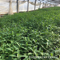 i2mSj/ukz9QsY8Ty6eyZZbgBdJIKZLpExcVs