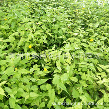 ���l������ľG������Ļ� �G����ľ����ֱ�l