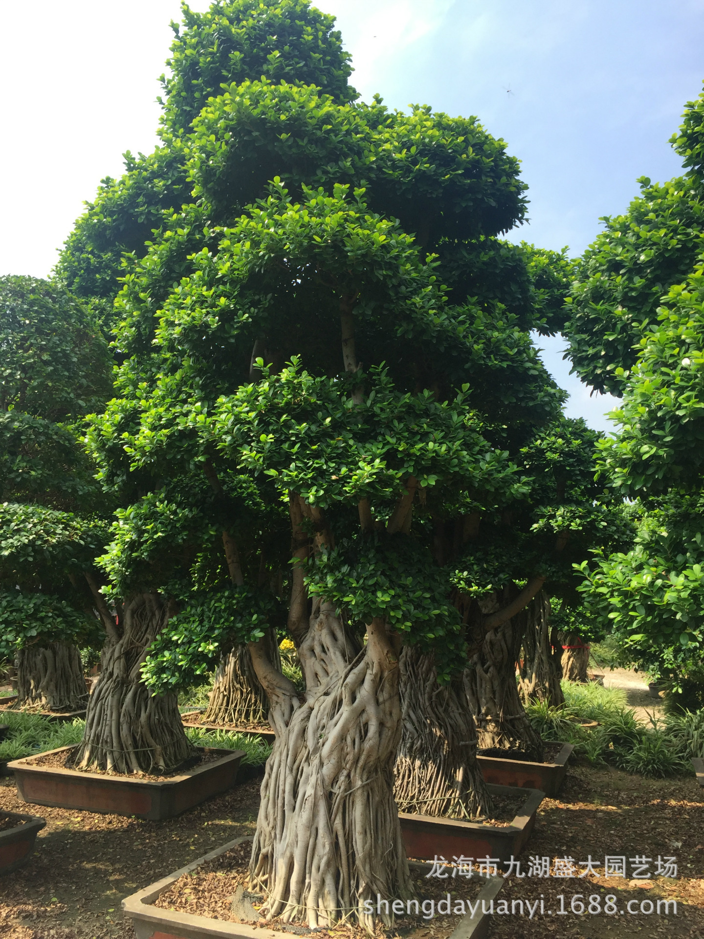 重庆小叶榕树桩 广西细叶榕 贵州造型小叶榕批发 四川小叶榕桩头-阿里巴巴
