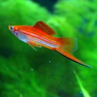 �O�����~ �Ꭷ�~�^�p�~ �t���~ ��β�O�����w ���~�N �Ꭷ�~���l