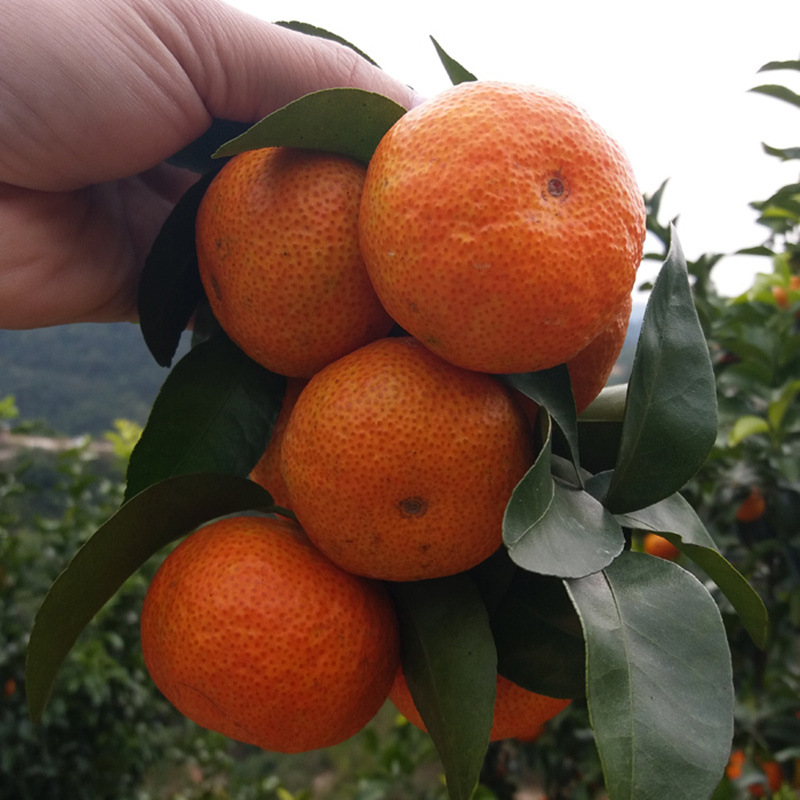 预售新鲜水果 砂糖橘桔子蜜桔砂糖桔正宗广东沙糖桔孕妇 顺丰包邮