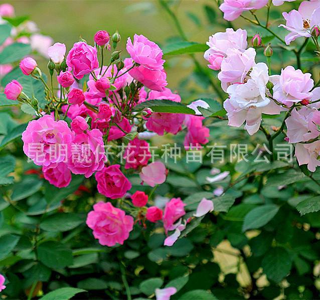 ΢ͼƬ_20170728162439