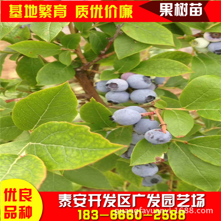 蓝莓苗