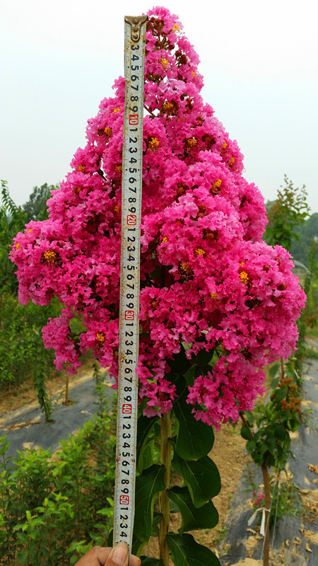 速生艷紅紫薇花 (19)