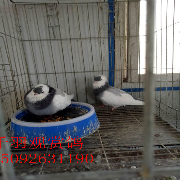 微信图片_20170906081351